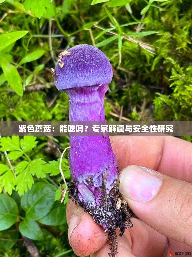 紫色蘑菇：能吃吗？专家解读与安全性研究